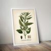 Sesame Plant - Image 5