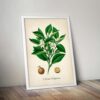 Citrus Plant - Image 5