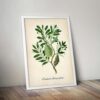 Banksia Plant - Image 5