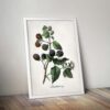 Blackberry - Image 5