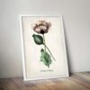 Pink Poppy - Image 5