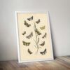 Botanical Butterflies - Image 5
