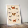 Butterflies Illustration - Image 5