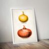 Vintage Onions - Image 5