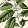 Coffee Plant - Image 6