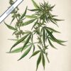 Cannabis Plant - Image 6