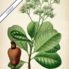 Anacardium Plant - Image 6