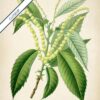 Sweet Chestnut Plant - Image 6