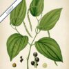 Black Pepper Plant - Image 6