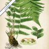 Male Fern Plant