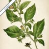 Belladonna Plant - Image 6