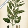 Sesame Plant - Image 6