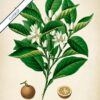 Citrus Plant - Image 6