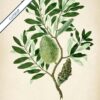 Banksia Plant - Image 6