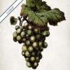 Green Grapes - Image 6
