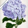 Lilac Flower - Image 6