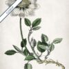 White Flower - Image 6