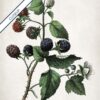 Blackberry - Image 6