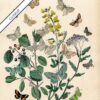 Vintage Butterflies - Image 6