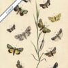 Botanical Butterflies - Image 6