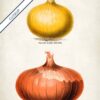 Vintage Onions - Image 6