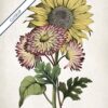 Sunflower - Image 6