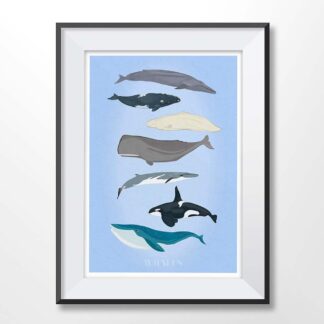 Whales illustration