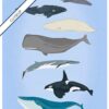 Whales illustration - Image 6
